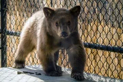 Junger Waisenbär: In der Animal Ark wird er auf die Auswilderung vorbereitet.