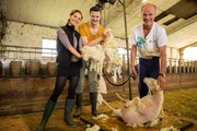 Die "X:enius"-Moderatoren Emilie und Adrian assistieren dem Schafscherer Eric Favey (re.). Doch was passiert mit der Wolle, wenn das Schaf geschoren ist?