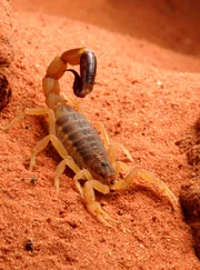 Skorpion (Foto) vs. Wolfsspinne - wer wird das Duell für sich entscheiden?