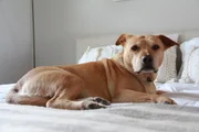 Dan and McCalls dog, Stella, laying on their bed.