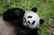 Alle sind im Panda-Fieber: Zoodirektor, Tierpfleger, Berliner, Touristen und Zoobesucher. Alle freuen sich gleichermaßen auf die Ankunft der knopfäugigen kuschligen Pandabären aus China. Das neue Panda-Paar zieht von Chengdu nach Berlin um. Der Zoo glich in den letzten Monaten eine Großbaustelle, denn eine neue Anlage mit einer eigens eingerichteten Quarantänestation wurde für die Pandas gebaut. - Jiao Qing.