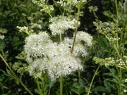 Filipendula ulmaria - Echtes Mädesüß.