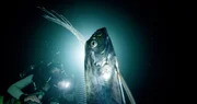 An Oarfish shining blue with a diver behind it in the ocean.