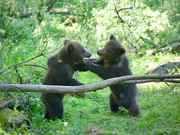 4 Monate alte Bären beim spielerischen Kampf. Orphaned Bear Rescue Centre, Bubonitsy, Russland