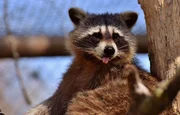 Raccoon.