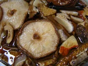 Shiitake-Pilzen