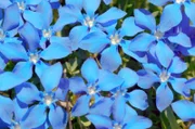 Der Enzian steht unter Naturschutz und wächst vorwiegend in den Bergen. Aufgrund der seltenen reinblauen Farbe der Blüten gilt der Enzian als Symbol der Treue.