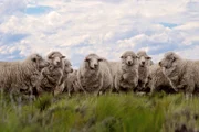 Es wurde gesagt, dass die Kultur und Wirtschaft der Patagonischen Steppe auf einem Schaf gebaut wurde. Bei den Einheimischen als "Weißgold" bekannt, gehört die Patagonische Wolle zu den schönsten der Welt.