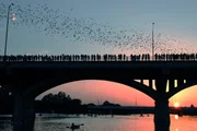 In Szene gesetzt: Fledermäuse verleihen der Congress Avenue Bridge in Austin, Texas, ein zauberhaftes Ambiente ...
