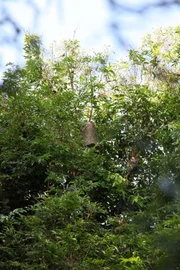 Au coeur de la forêt amazonienne, les jeunes Kayapos doivent attaquer le nid d'Amyu, la guêpe tueuse...