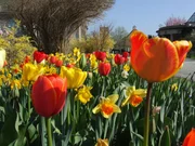 Frühling, Sommer, Herbst und Winter. 14.000 Pflanzenarten wetteifern im Münchner Botanischen Garten um Aufmerksamkeit. Querbeet hat Gärtner und Forscher durchs Jahr begleitet und dabei praktische Tipps, verblüffende Botanik und Einblicke in die Geschichte des Parks aufgespürt.