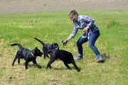In der Hundeschule kann Anna mit den jungen Labradoren richtig herumtoben.