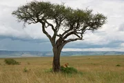 Nyota