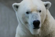 Die Eisbären wollen nach München zurück.