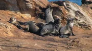 Robben in Namibia.