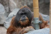 orangutan, affe, zoo, tierpark, hagenbeck ,