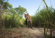 Ein Bengalischer Tiger beäugt misstrauisch die Kamerafalle, die gerade ein Foto von ihm macht.