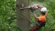 Wucher Heli und Andreas Burtscher im Einsatz in Hohenems an der Burgruine Alt-Ems in Vorarlberg