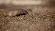 Patagoniens kleines Borstengürteltier ist einer der charismatischsten Bewohner der Steppe. Ihre Rüstung schützt sie vor Raubtieren, während sie sich über die Steppe schlagen.