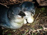 Nachwuchs ist angesagt: Die Zwergpinguine Blue und Sheila brüten in ihrem Nest Eier aus.