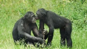 Two Bonobos kiss in Kinshasa at the Lola ya Bonobo Sanctuary, DRC 2014