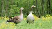 Tarek and Judith, a Greylag geese couple in Austria, 2014
