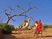 Lotumi und Ales auf dem Weg zum Buschcamp, wo die Krieger mit dem gesamten Vieh aus ihrem Dorf sind.