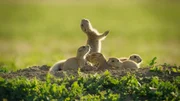 Eine Gruppe Präriehunde entspannt sich in der Sonne.