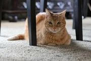 After photo of Marc Hernandez and Angela Millmans family cat, Thor.