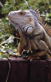 Leguan