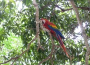 Aras sind in Costa Rica verbreitet