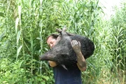 Chris carrying a hog.