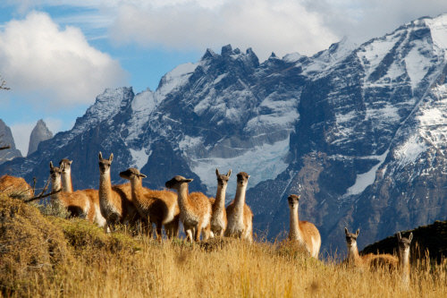 Unterschiedlicher könnte es nicht sein: Im Süden Patagoniens verhindern eisige Winde beinahe jede Vegetation, der Westen dagegen beheimatet zahlreiche seltene Tiere und Pflanzen ...