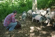 Christian Aguerre züchtet baskische Schweine, aus denen der bekannte Kintoa-Schinken hergestellt wird.