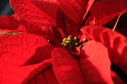 Weihnachtsstern - Euphorbia pulcherima.