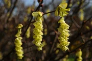 Scheinhasel - Corylopsis.