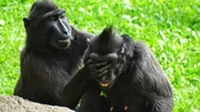 Monkeys