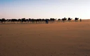 Die legendäre Salzkarawane von Bilma nach Agadez.