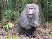 Auf der japanischen Insel Yakushima begegnet das Team einem Schneeaffen ...