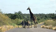 Giraffe und Zebras im Krüger Park in Südafrika.