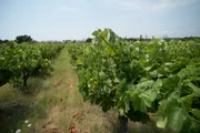 Vineyard of France.