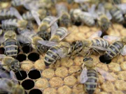 Bienen