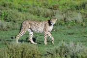 Gepard, Serengeti.