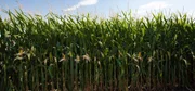 corn field in Stockton, IA