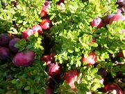 Die sauren Cranberrys gelten als gesunde Wunderwaffe: Sie halten Bakterien fern und schützen durch Oxidationshemmer Körperzellen vor freien Radikalen, die eine Ursache für Krebs, Diabetes, Rheuma und Hautalterung sind.