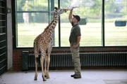 Tierpark Berlin: Tierpfleger Enrico Rödiger füttert das Giraffenkind Jule mit der Flasche.