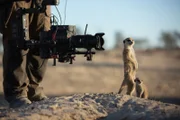 Cameraman Tom Walker uses a gyro-stabilized camera to film meerkats (Suricata suricatta) in the Kalahari Desert. The meerkats are being studied as part of a long-term university project and have becoming completely used to seeing human beings. To a meerkat habituated in this way, a human being is no more a threat than a tree or bush. Working alongside scientists, the crew were able to get intimate, close-up shots of these meerkats, despite them being completely wild. (National Geographic/Holly Harrison)