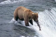 River - Bear vs Salmon.