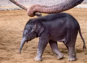 Kalaya aus dem Kinderzoo in Rapperswil