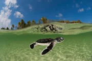 Picture Shows: Baby green turtle (Chelonia mydas) hatchling in the shallows of the beach, swimming out to sea. Anano Island, Wakatobi, South Sulawesi, Indonesia, November. Second Place in the Portfolio Award of the Terre Sauvage Nature Images Awards Competition 2015.